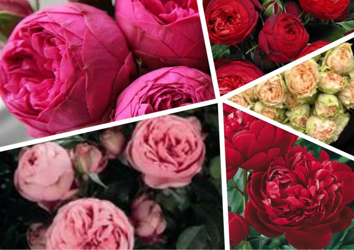 Садівник розповів, чим підживити троянди влітку 