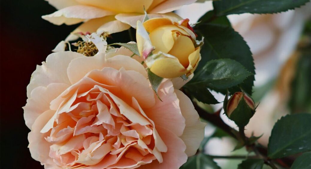 Щороку висаджую цю прекрасну квітку у своєму саду: ось як доглядати за півоніями у сезон 