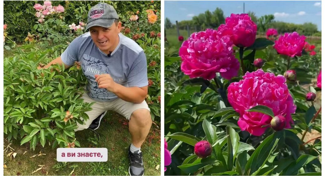 Що потрібно зробити з бутонами півоній після цвітіння: садівник усе показав на відео 
