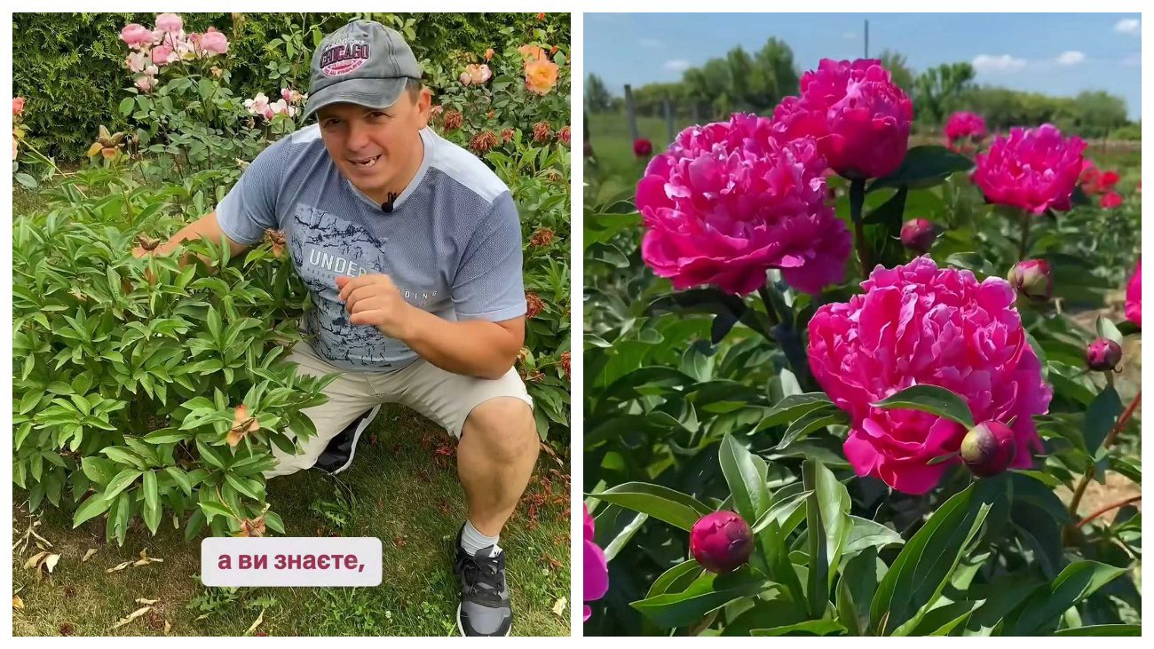 Садівники пояснили, що слід зробити з бутонами півоній в кінці червня