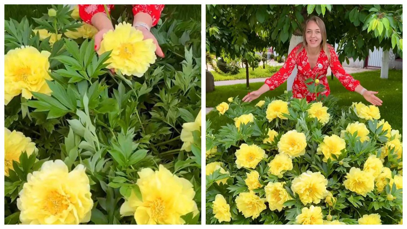 Садівники показали, який сорт півонії є найплодовитішим