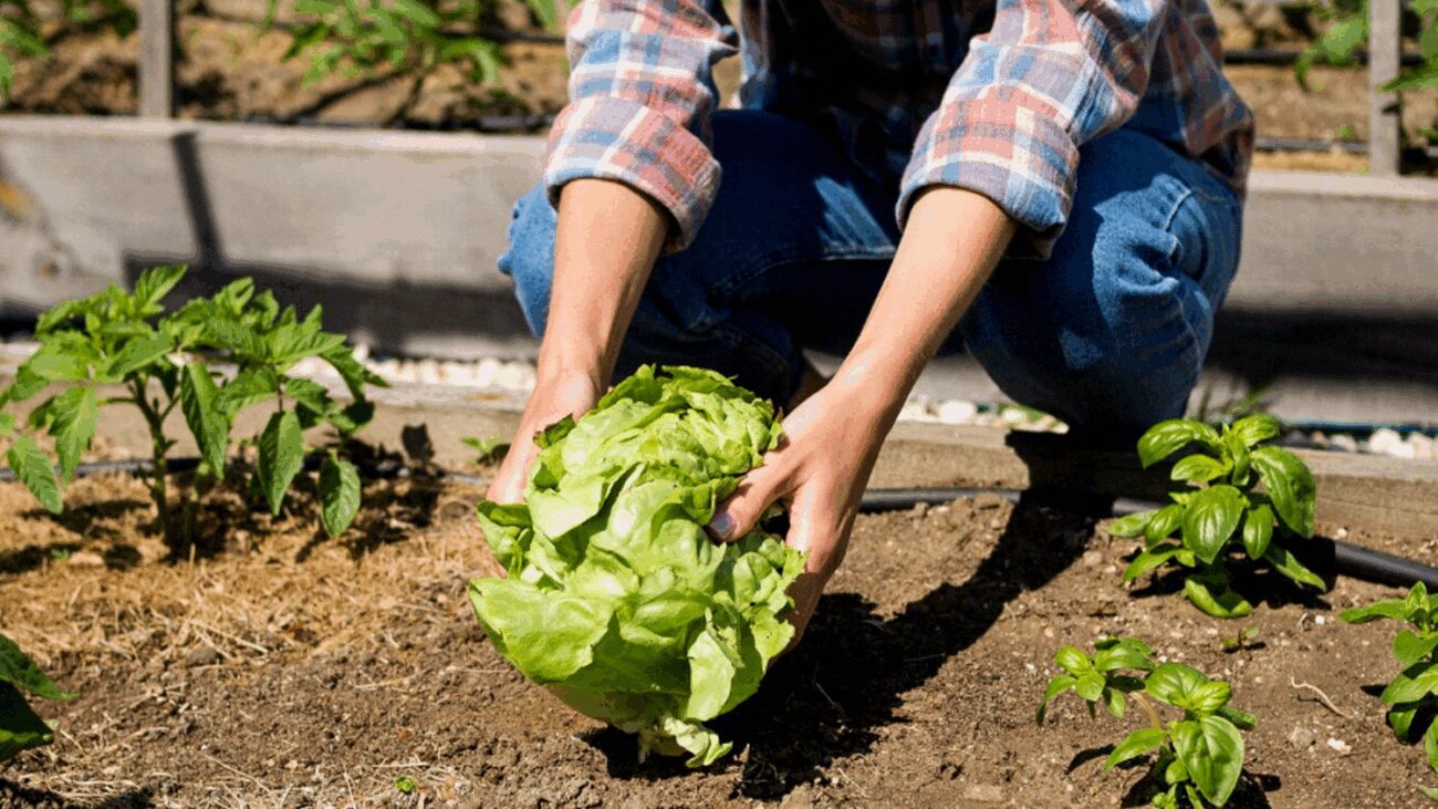 Городники назвали найкращі рослини для посадки у червні