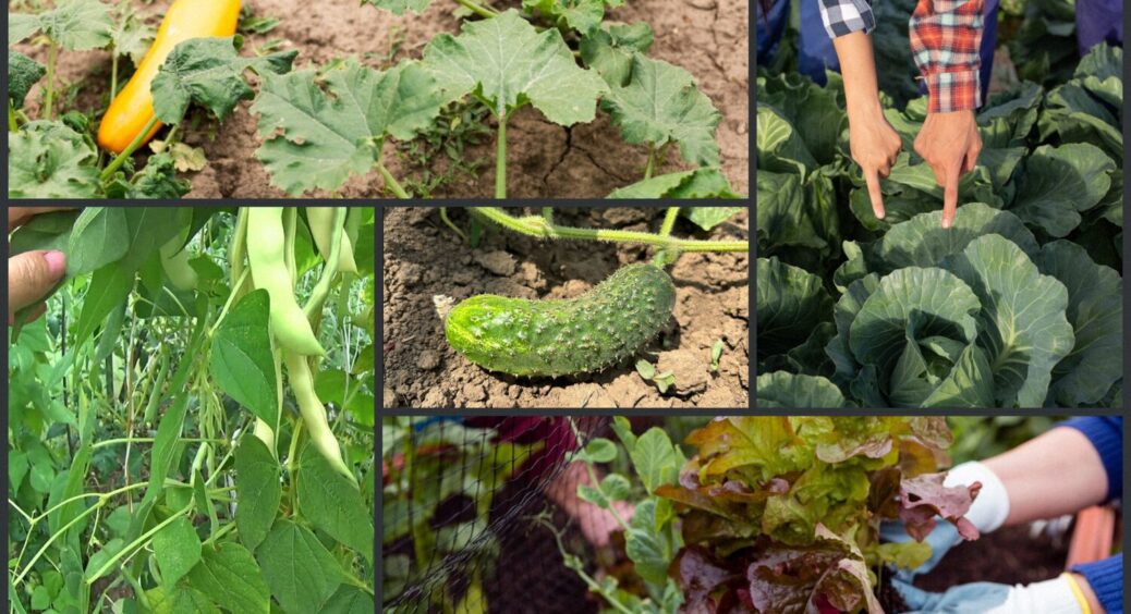 Ще не пізно: фермери назвали 8 культур, які можна саджати на городі навіть у червні 