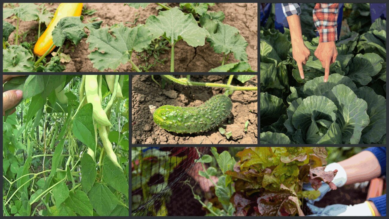 Фермери назвали 8 культур для посадки в червні