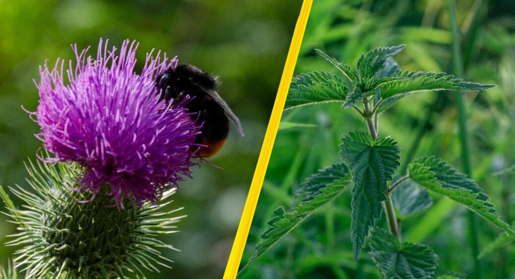 Бур’ян, який ніхто не прибирає — а дарма: він шкодить всьому городові й тягне вологу з землі 