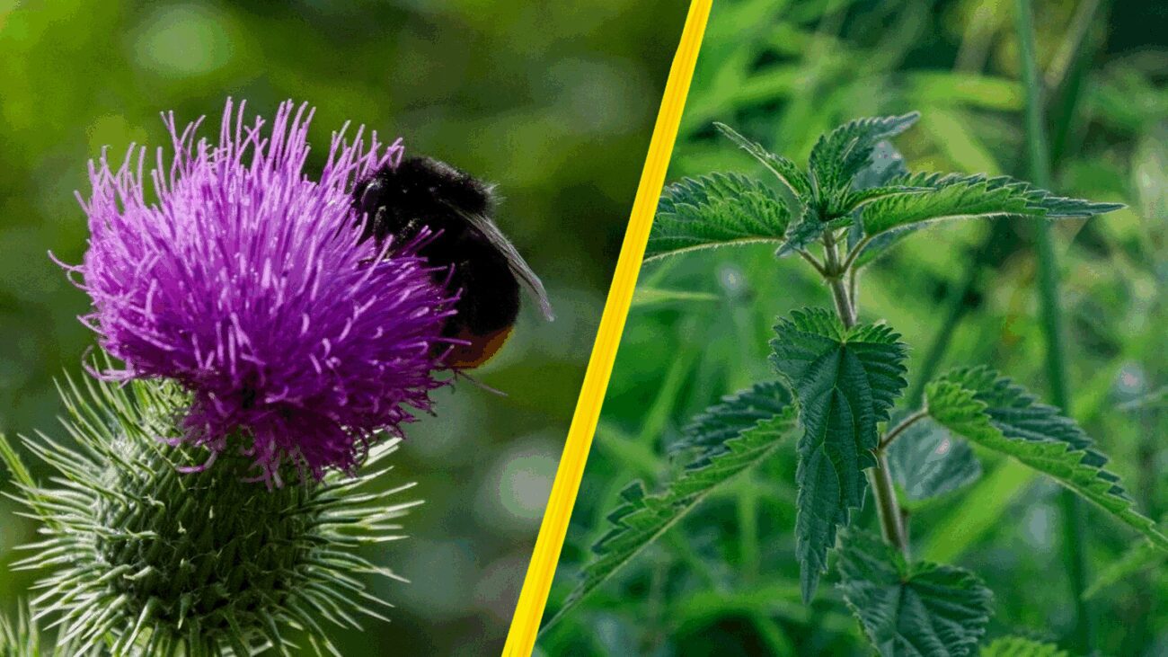 Агрономи пояснили, який бур'ян треба обов'язково прибирати з городу