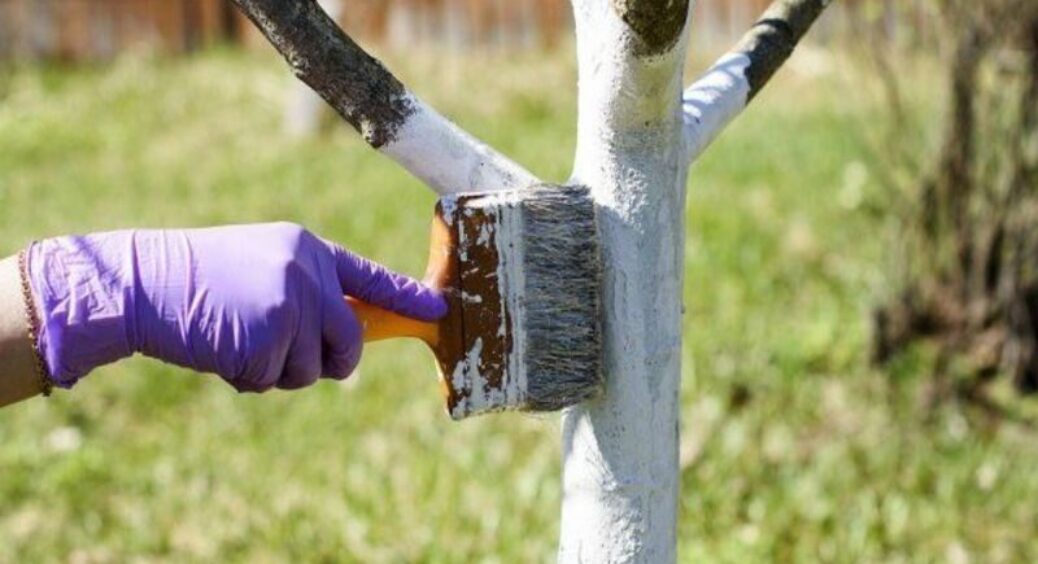 Ось чому не можна білити дерева навесні: бабусі все життя допускали цю величезну помилку 