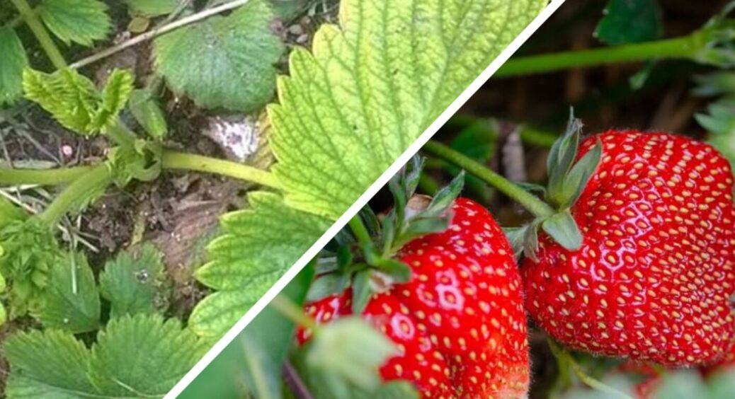 Настає справжній Клондайк: що зробити з полуницею прямо зараз, аби отримати ягідну ферму у 2026 