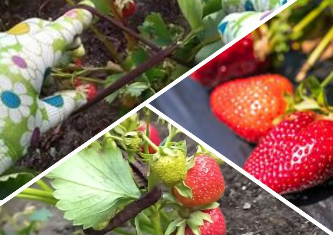 Навіщо полуниці канцелярська гумка