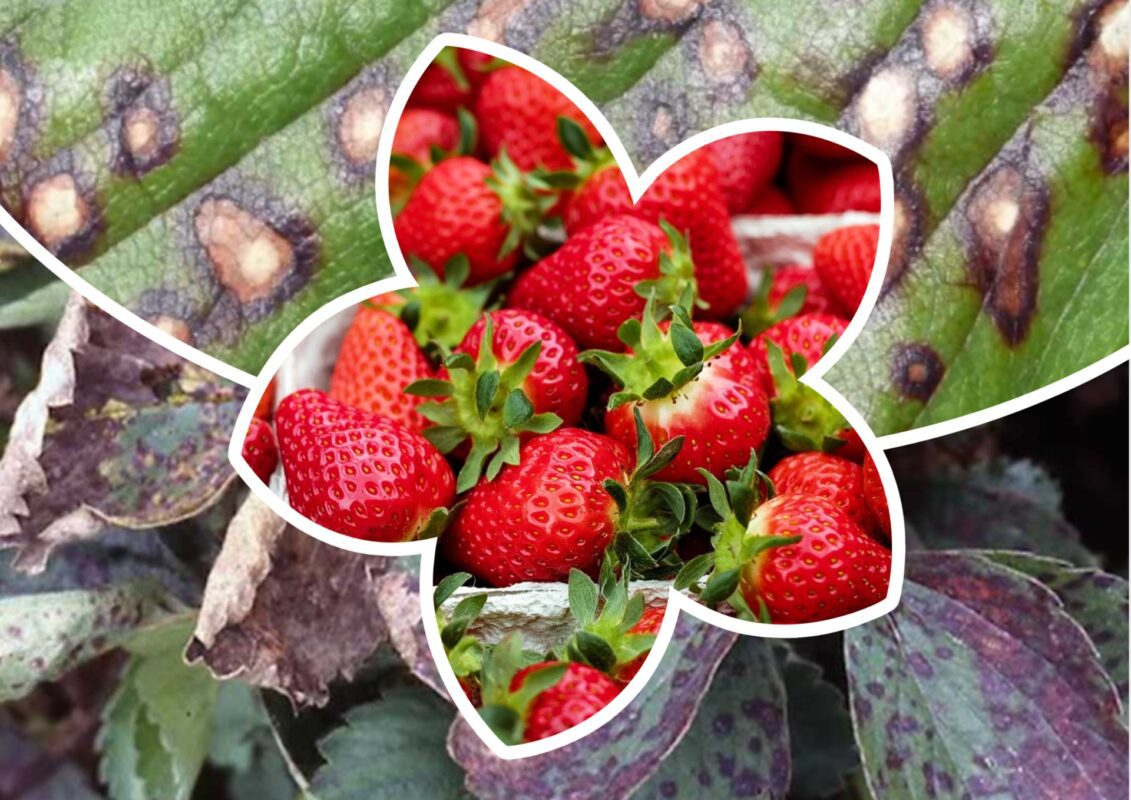 Садівники пояснили, як впоратися з білими та бурими плямами на полуниці