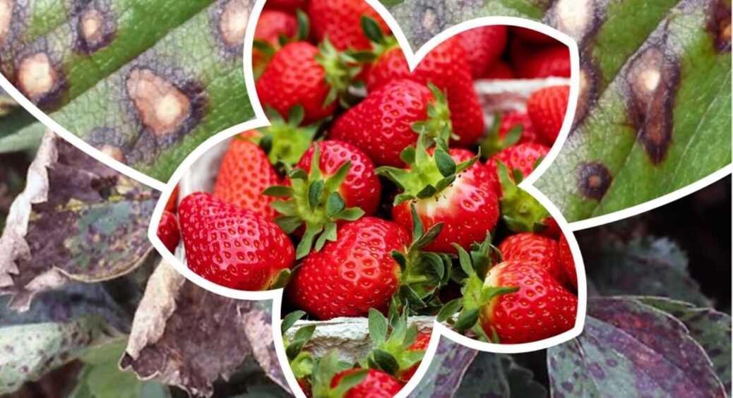 Від бурої і білої плямистості полуниці допоможе цей 1 єдиний засіб: листя оновиться повністю 