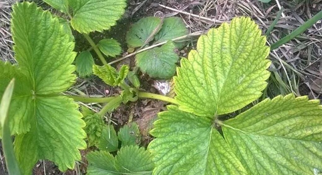 Полуниця припинила плодоносити — винні ці пагони: виправляю помилку за 5 секунд 