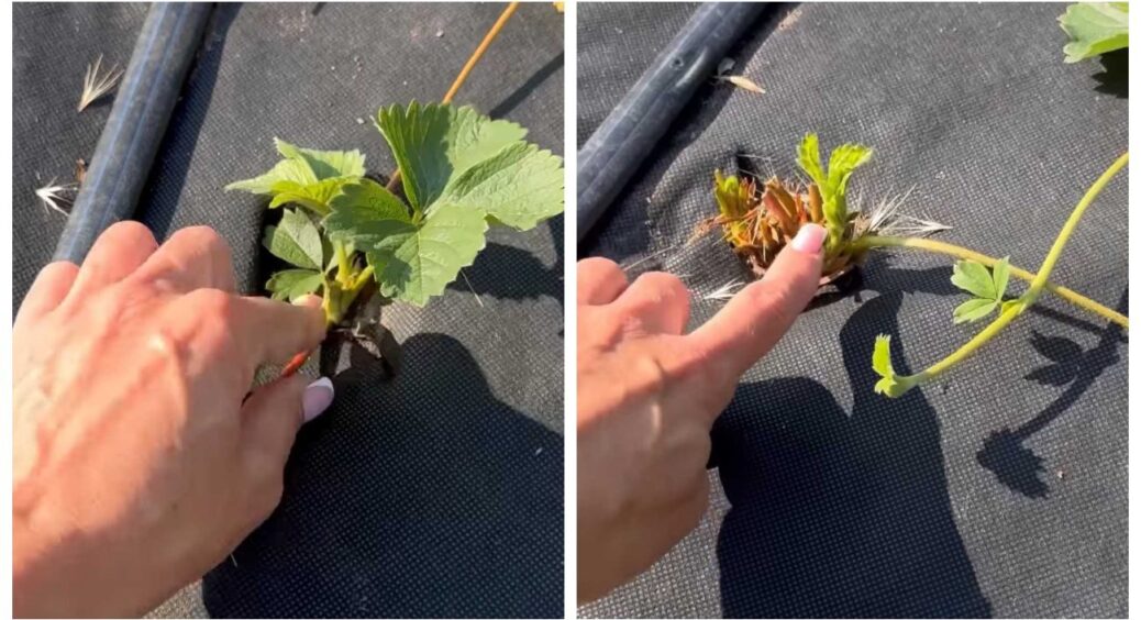 Полуниця у 2025 році відплодоносила, що робити далі: садівниця показала 3 важливі кроки 