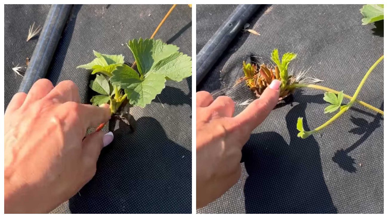 Садівниця пояснила, що робити з полуницею після плодоношення