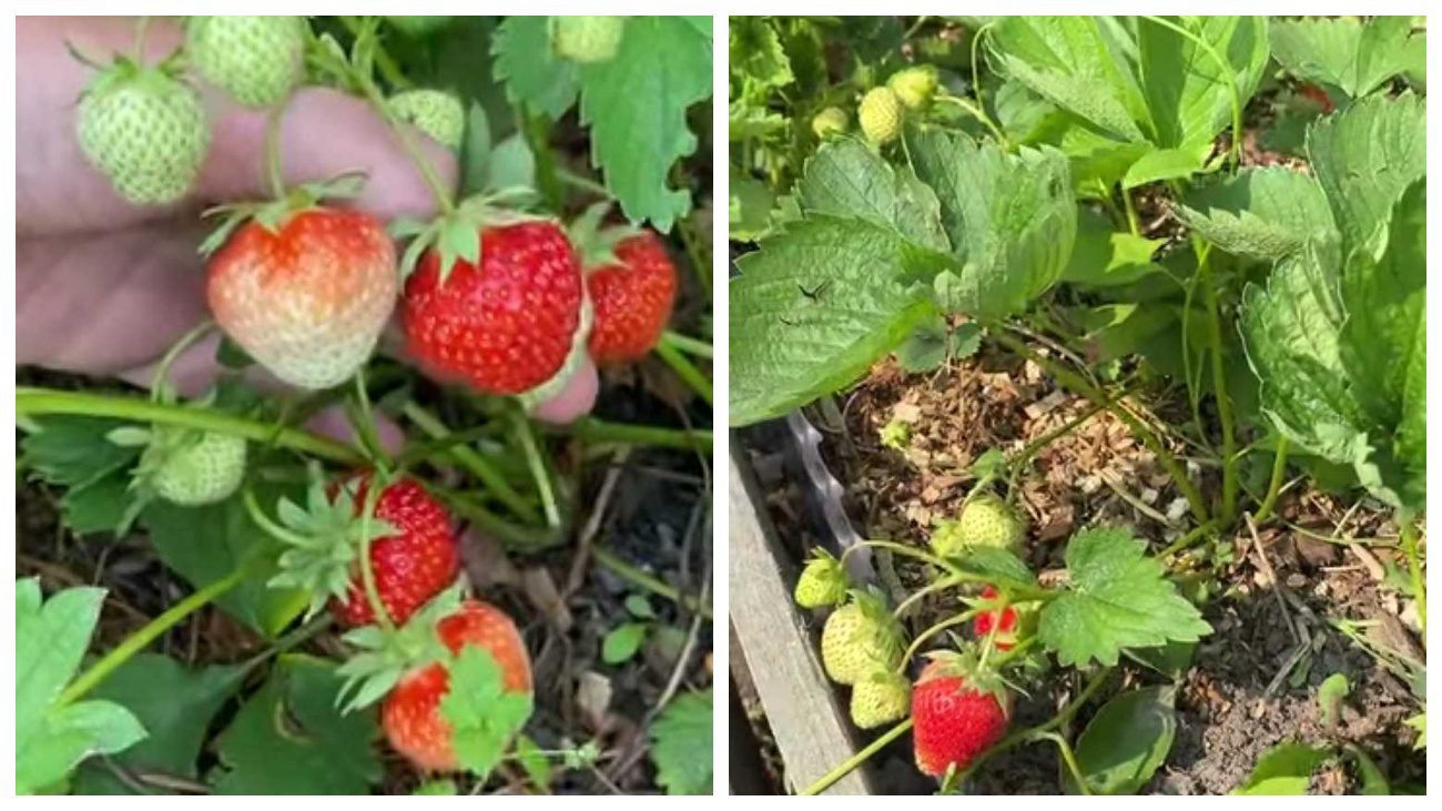 Агроном розповів, як підвищити урожайність полуниці