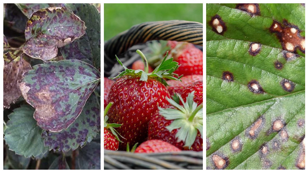 Садівники пояснили, як впоратися з білими та бурими плямами на полуниці 