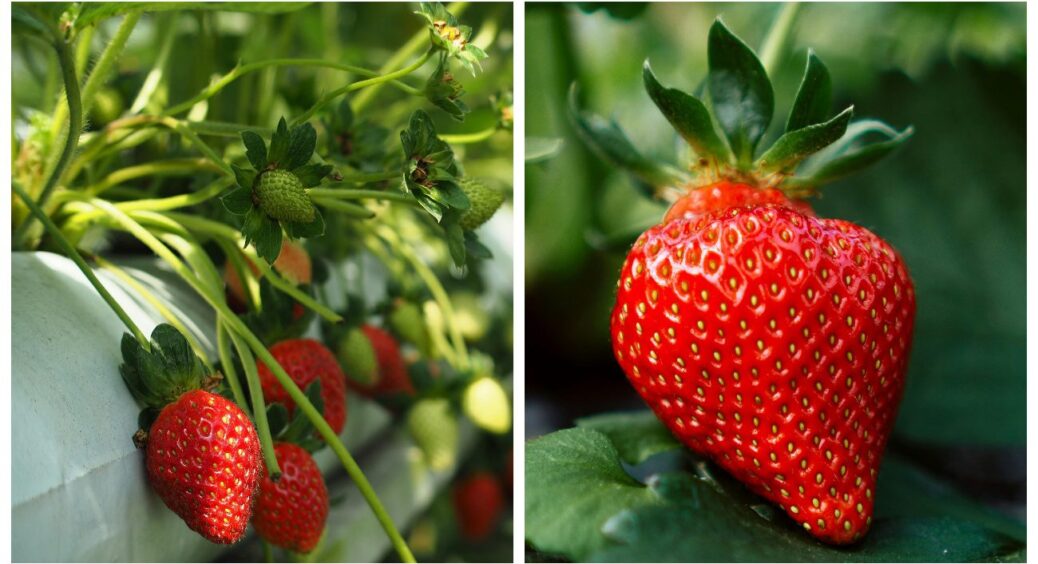 Чергування культур після полуниці – простий секрет багатого городу: грядки без діла не стоять 