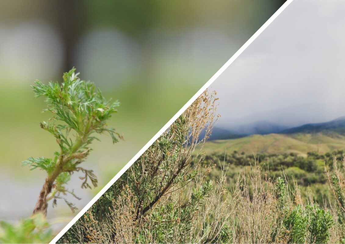 Садівники пояснили, чому на городі та в будинках варто мати полин
