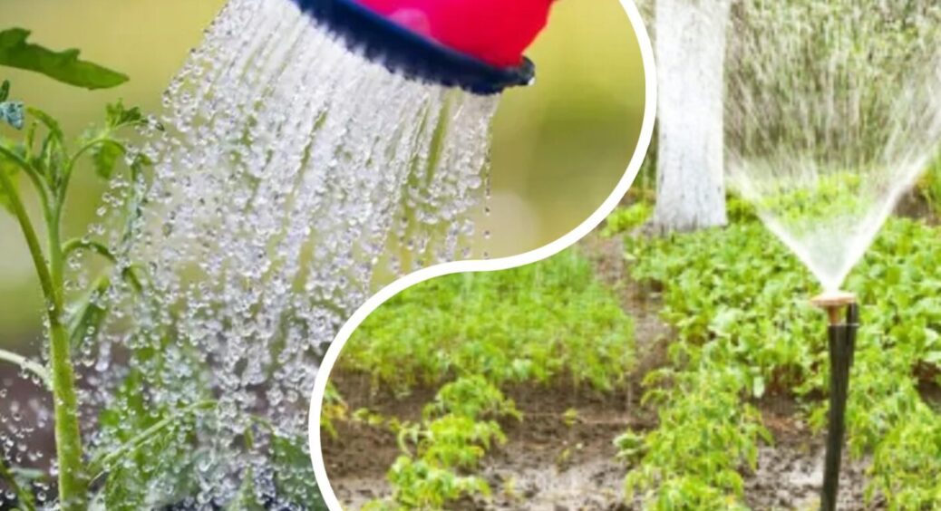 Дощова вода – це скарб, а не казки для городників: 3 причини, чому її необхідно збирати 