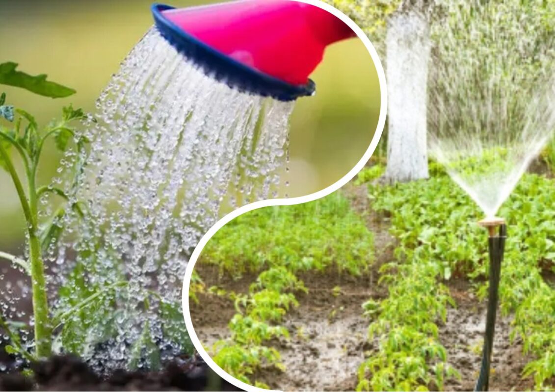 Садівник розповів, чому обов'язково треба збирати дощову воду