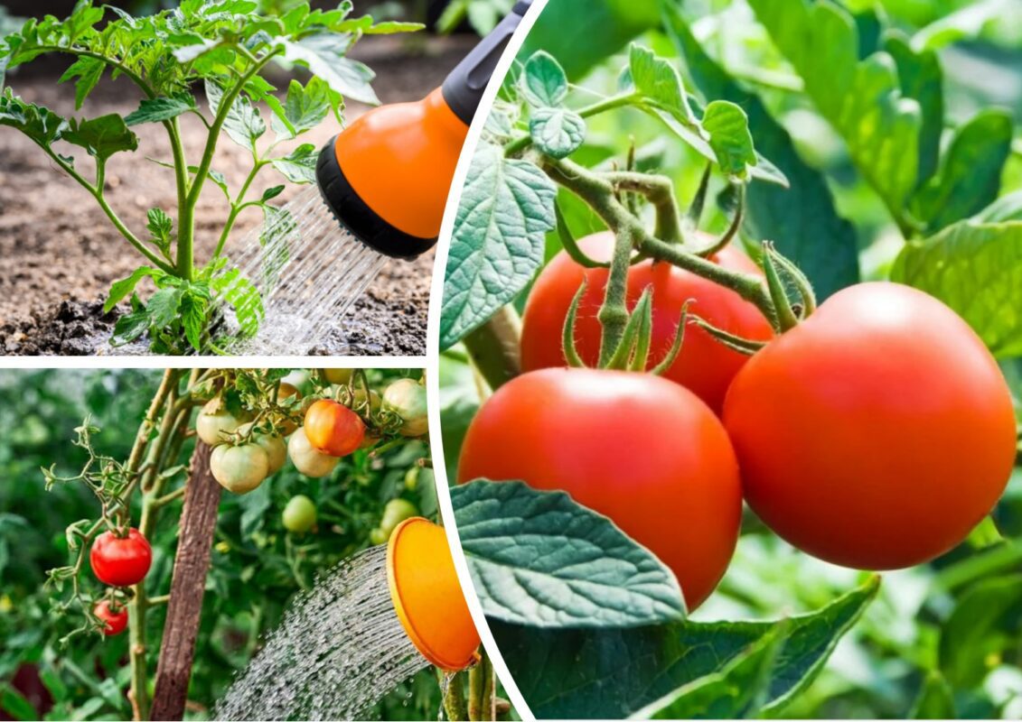 Помилки, яких припускаються городники, поливаючи помідори