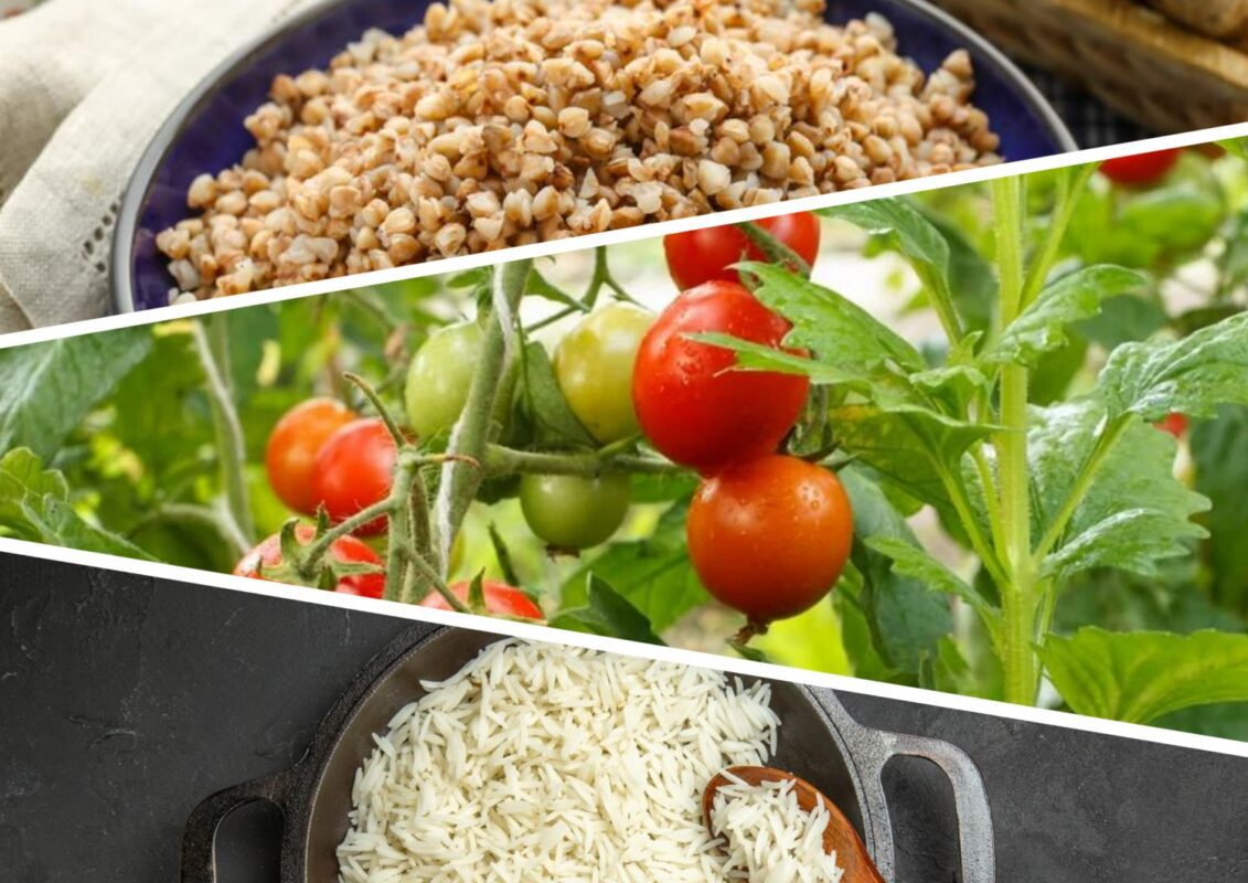 Чим підживити кущики помідорів у червні