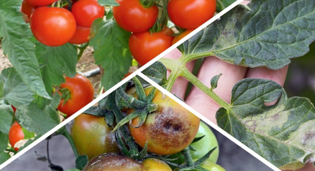 Після 7 червня помідорам – терміново: 1 обов’язкове обприскування від фітофтори на весь рік 