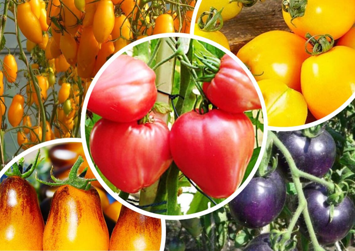 Сорти помідорів екзотичного кольору