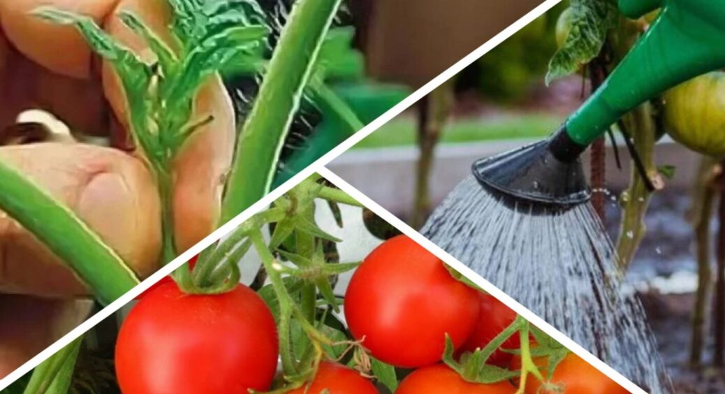 На Полтавщині знають 3 секрети швидкого дозрівання помідорів: в чому вся “сіль” 