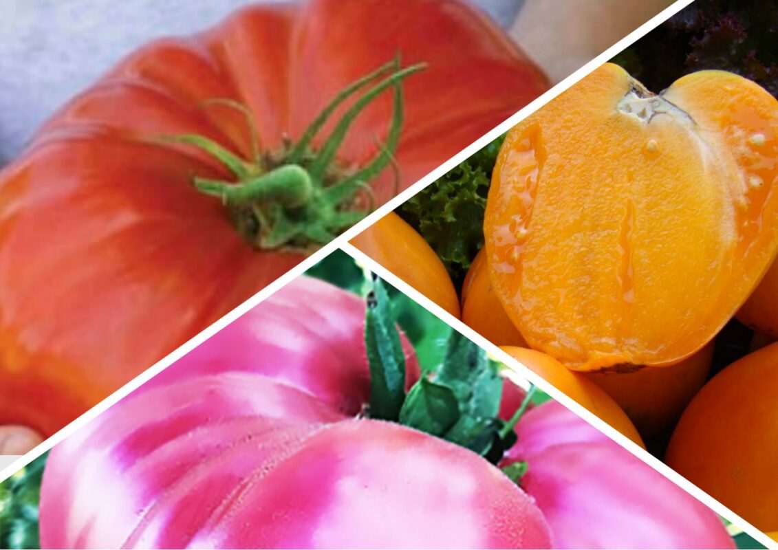 Сорти помідорів-велетнів