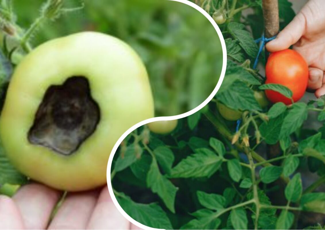 Як позбутися вершинної гнилі на томатах