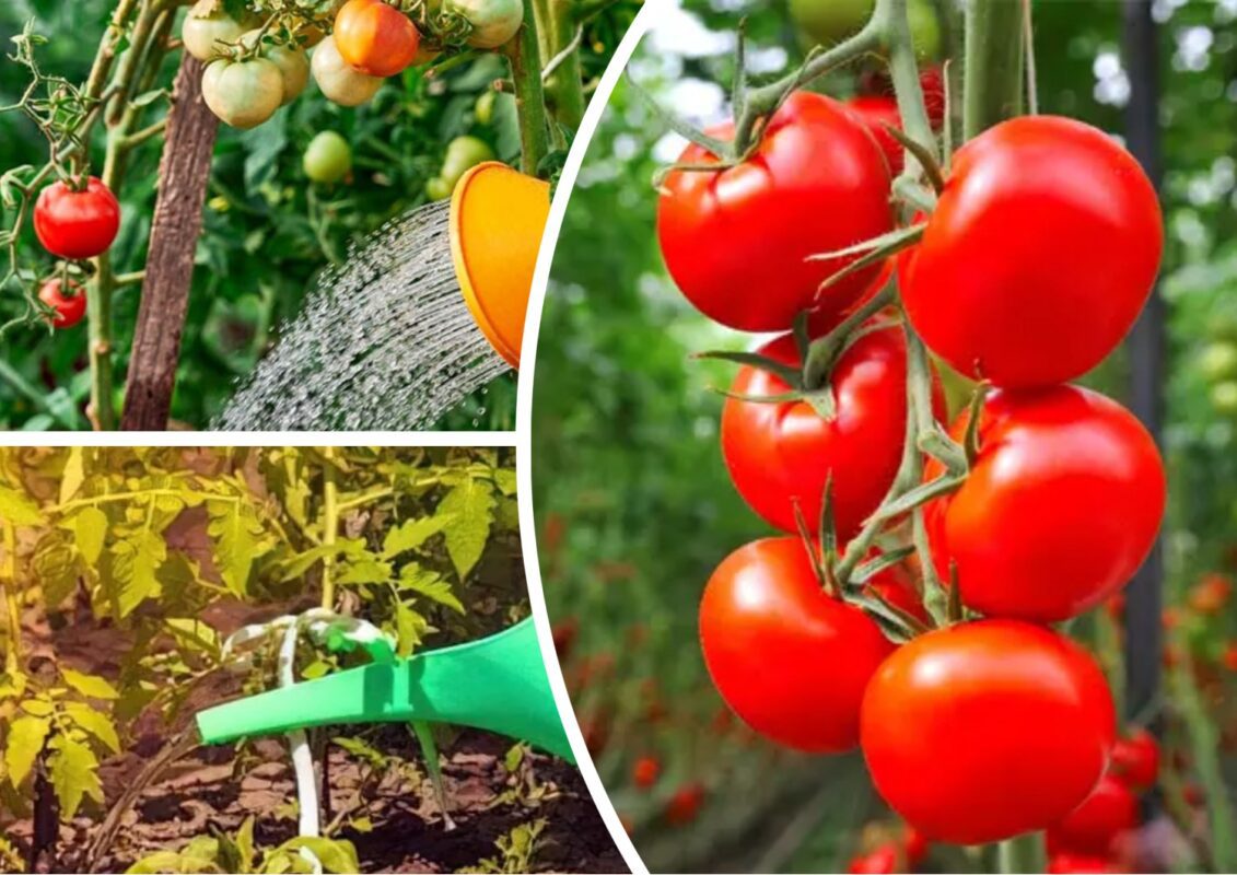 Садівник пояснив, як правильно полити зів'ялі томати в спеку