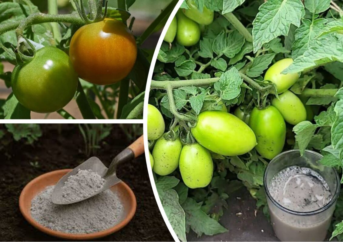 Чим підживити помідори у липні