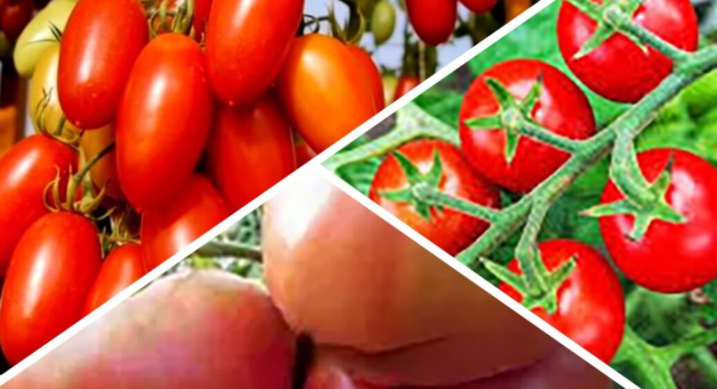 Сусідка тільки позіхає на городі, а в мене вже відро помідорів: 3 смачних ультраранніх сорти 