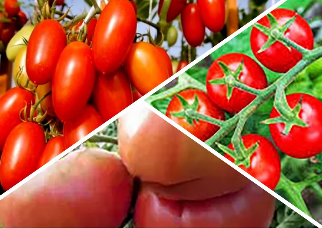 3 найкращі сорти ультраранніх помідорів