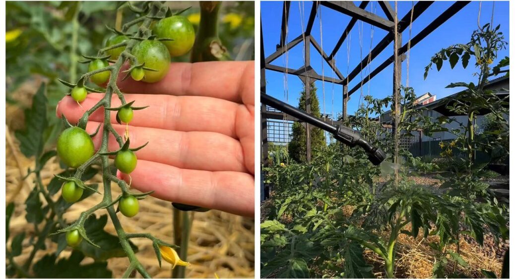 Щоб кожна квітка томатів перетворилася на зав’язь, зробіть цю 1 дію: реальний засіб для цього 