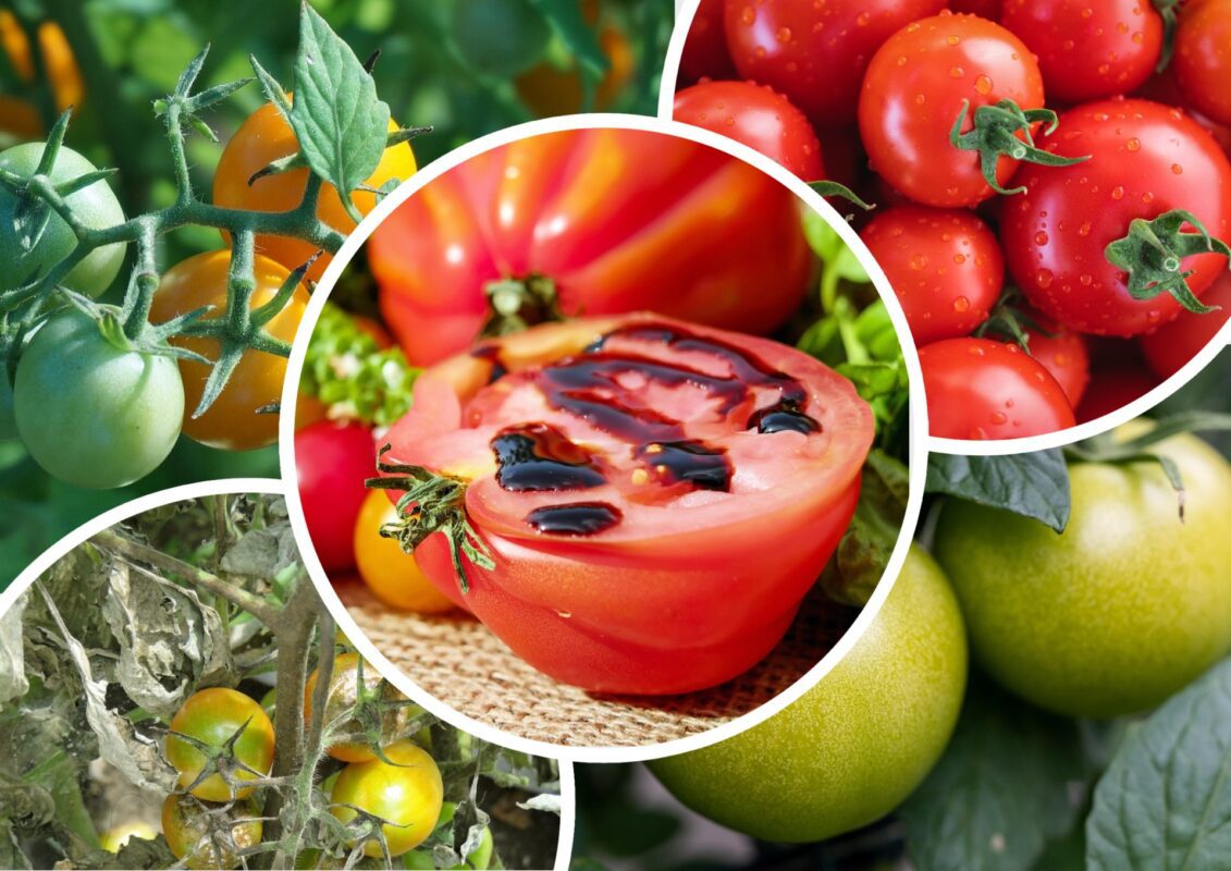 Садівники пояснили, як один раз обробити город проти гнилі, цвілі та фітофтори