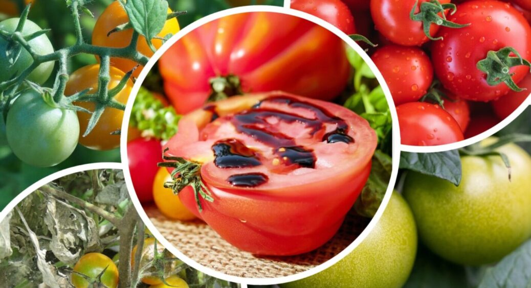 Лайфхак 2в1 – для вологого і спекотного літа: 1 обробка рятує город від гнилі, цвілі, фітофтори 