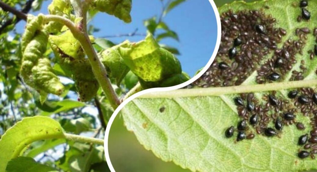 1 обприскування – і жодної попелиці: чим не можна НЕ обробити молоді саджанці в червні 2025 