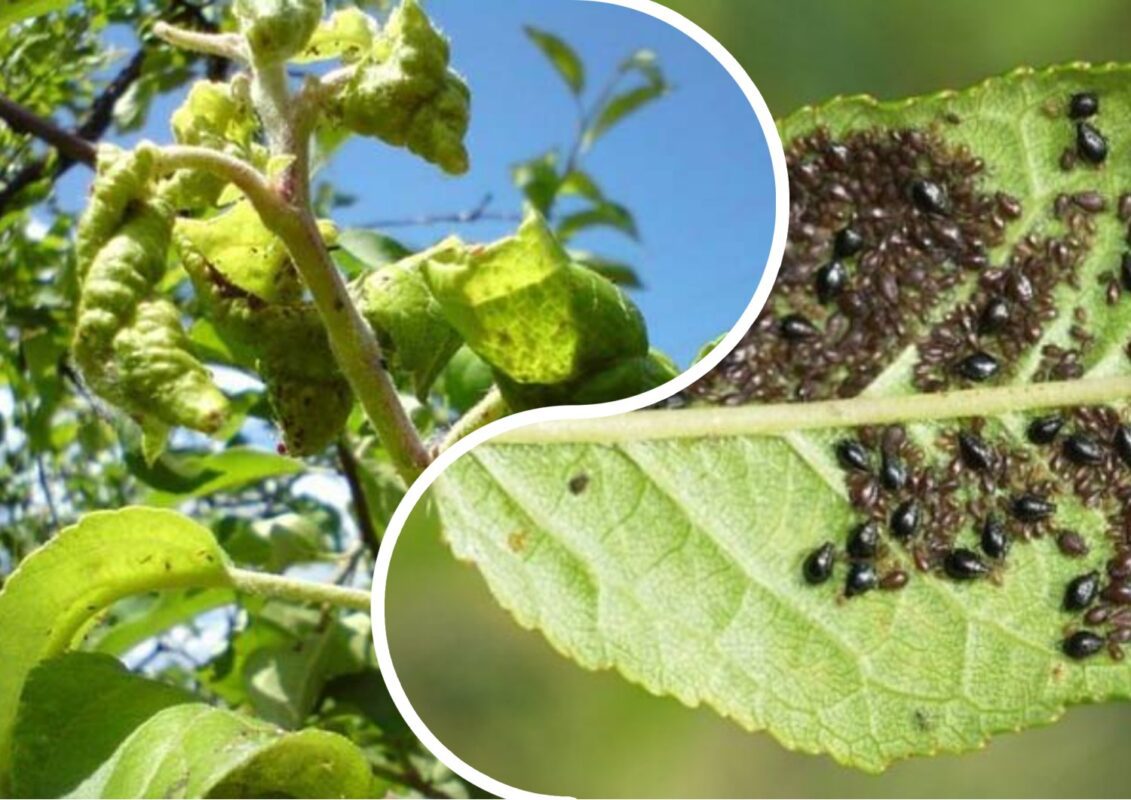 Як гарантовано позбутися попелиці