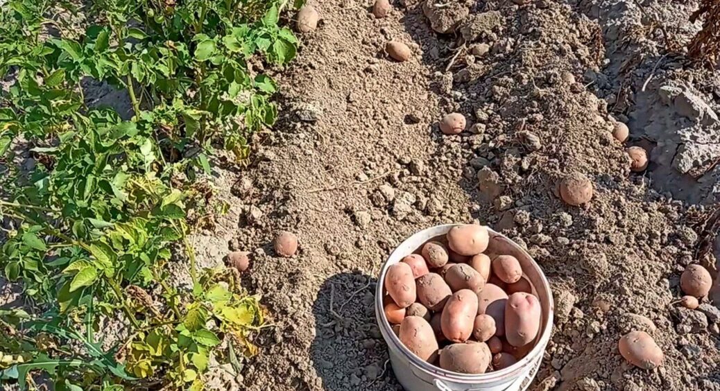 Обламувати або залишати паростки на картоплі перед посадкою: 1 проста відповідь 