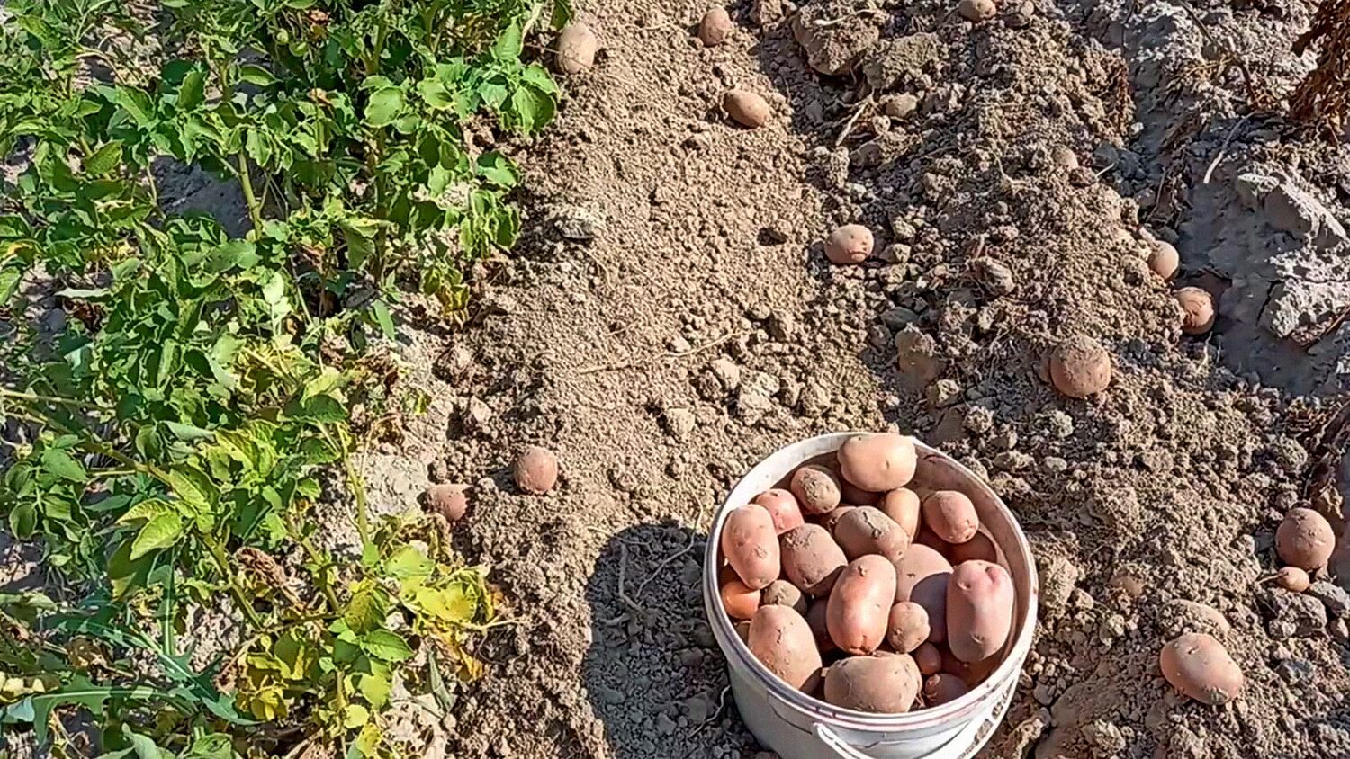 Дачний експерт розповів, чи обламувати паростки на насіннєвій картоплі