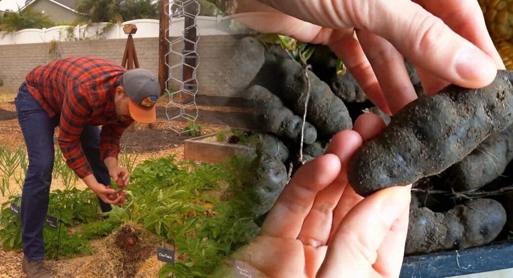 Українці з Гамбурга показали 2 сорти картоплі, які вони вирощують: у нас такого немає 