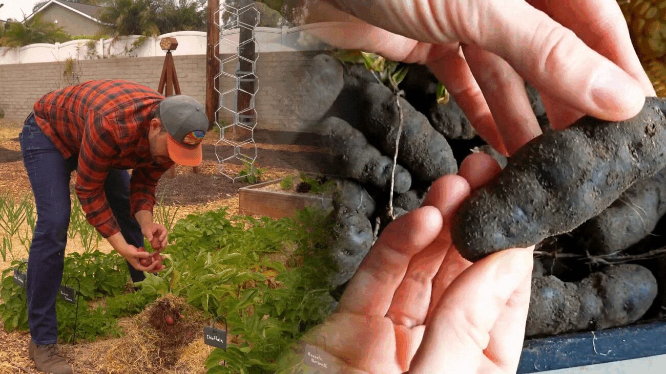 Фермери з України показали 2 сорти картоплі, які популярні в Гамбурзі