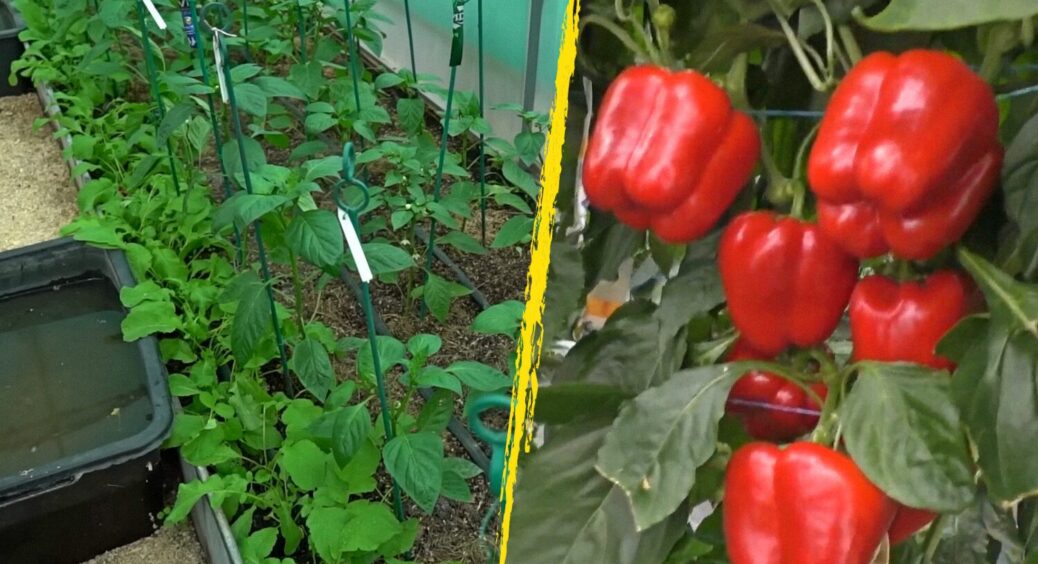 Підживлення розсади без хімії: 1 трюк для врожаю помідорів та перцю, який знають досвідчені садівники 