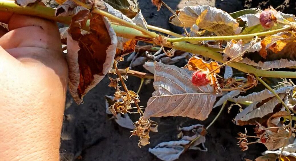 Малина сохне через 1 поширену помилку: агрономи назвали конкретний фактор – він фатальний 