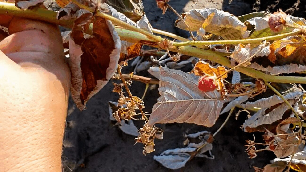 Агрономи назвали поширену помилку, через яку малина засихає на кущах