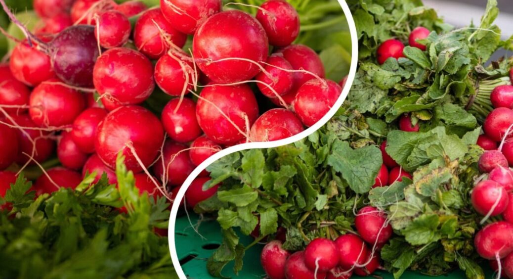 “Пекельна підгодівля” для редиски: з 5 кущиків плодів буде цілий океан – без гіркоти і тріщин 