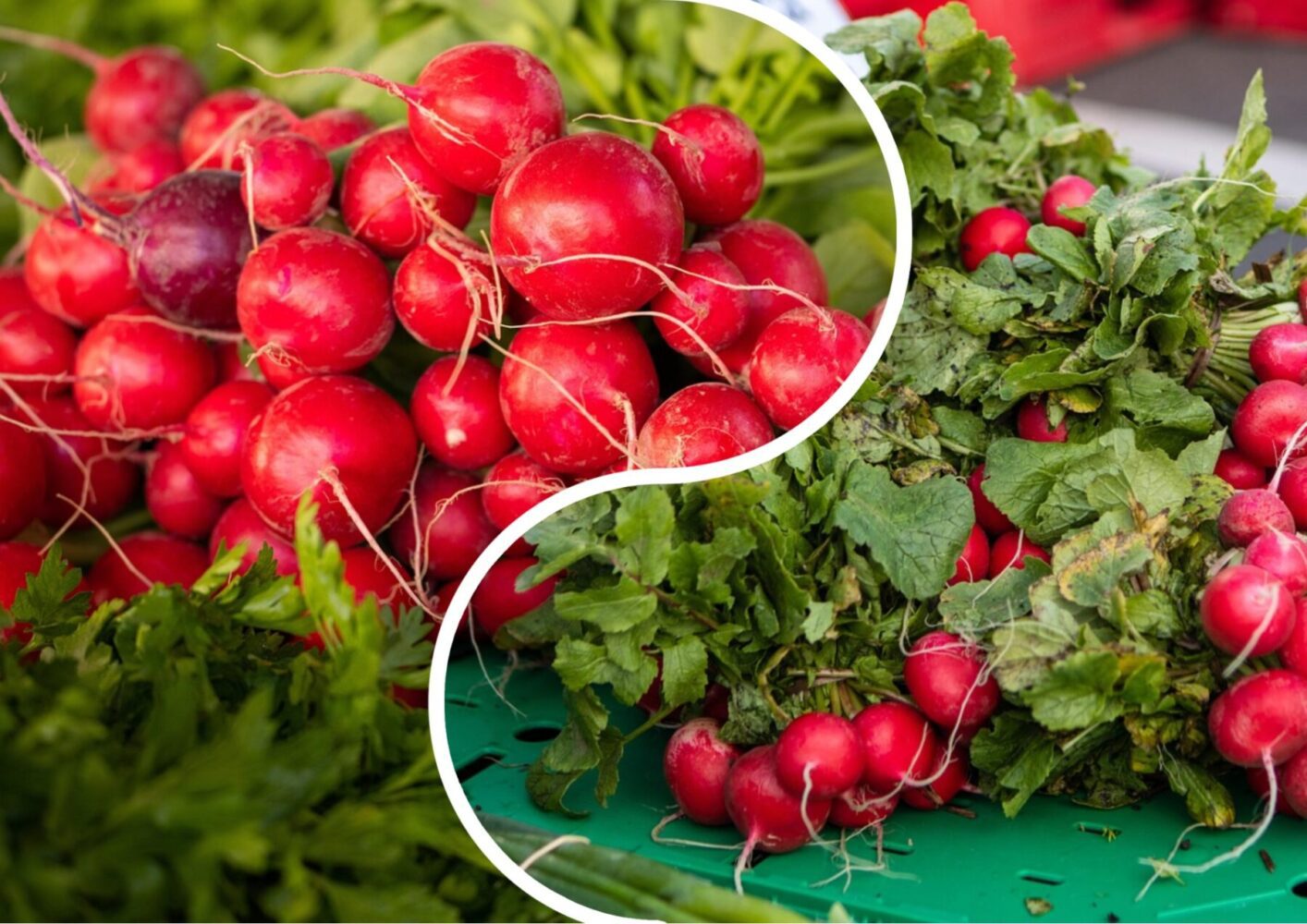Агроном розповів, яку редиску варто посадити в червні