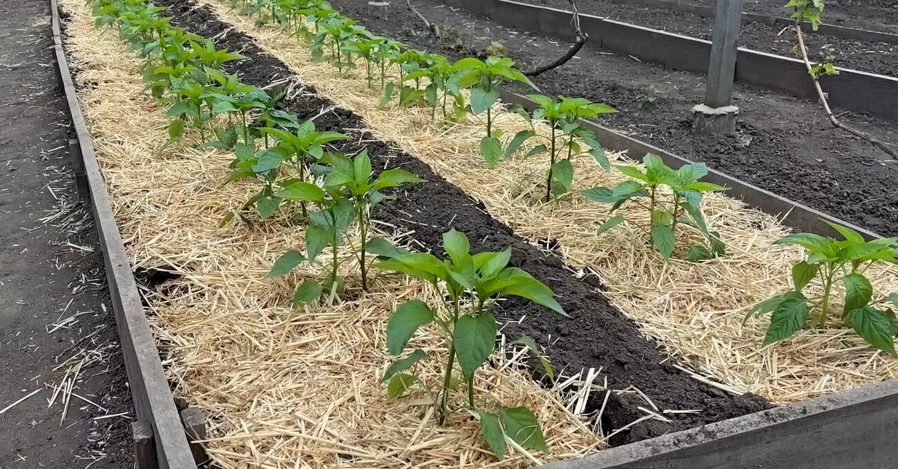 Городники пояснили, як нічний полив впливає на ріст розсади